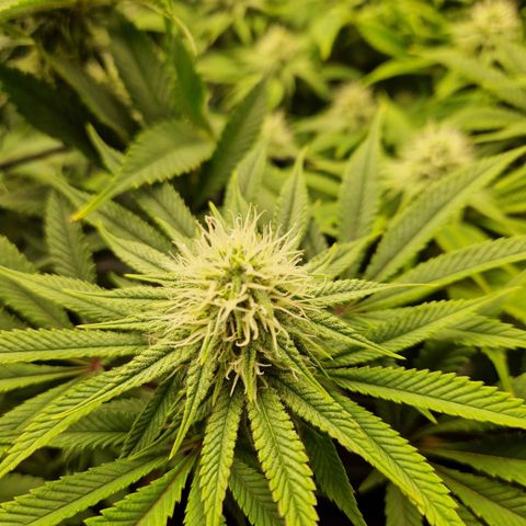 Mimosa x Orange Punch growlog timeline photo