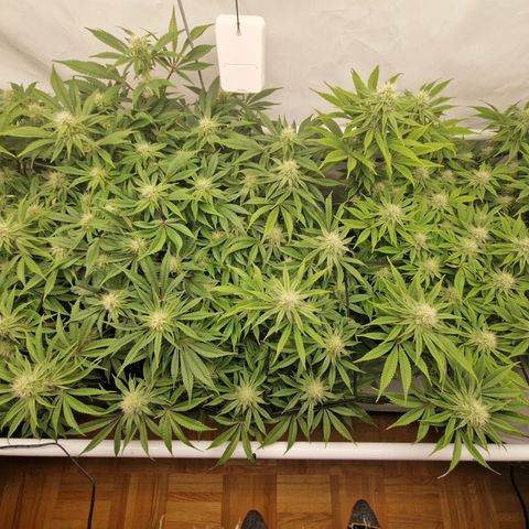 Mimosa x Orange Punch growlog timeline photo