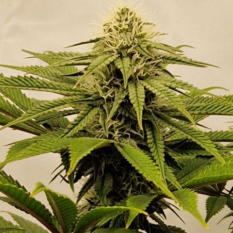 Mimosa x Orange Punch growlog timeline photo