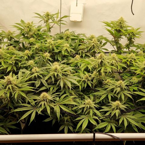 Mimosa x Orange Punch growlog timeline photo