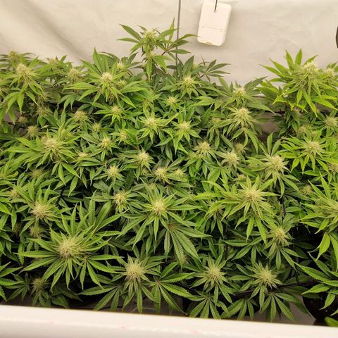 Mimosa x Orange Punch growlog timeline photo