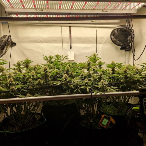 Mimosa x Orange Punch growlog timeline photo