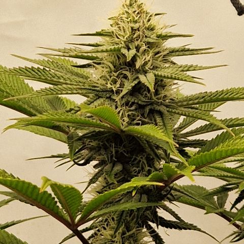 Mimosa x Orange Punch growlog timeline photo