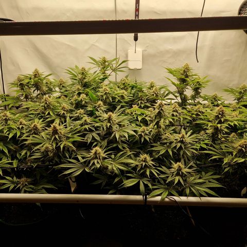 Mimosa x Orange Punch growlog timeline photo
