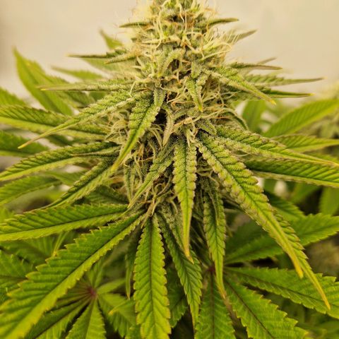 Mimosa x Orange Punch growlog timeline photo