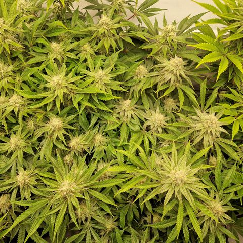 Mimosa x Orange Punch growlog timeline photo