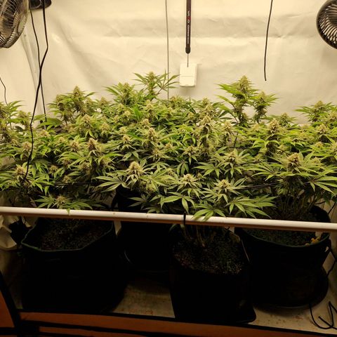 Mimosa x Orange Punch growlog timeline photo