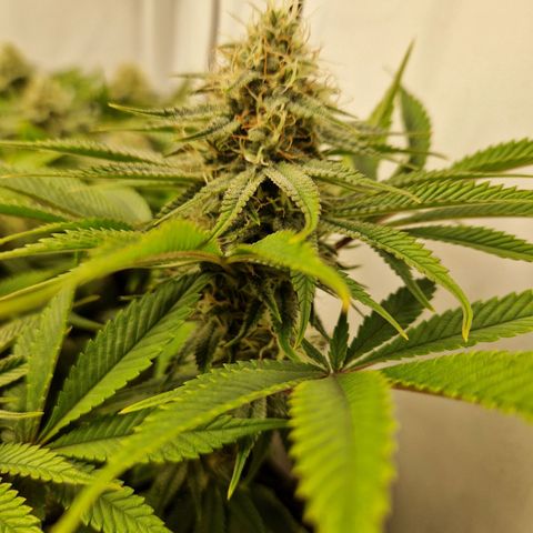 Mimosa x Orange Punch growlog timeline photo