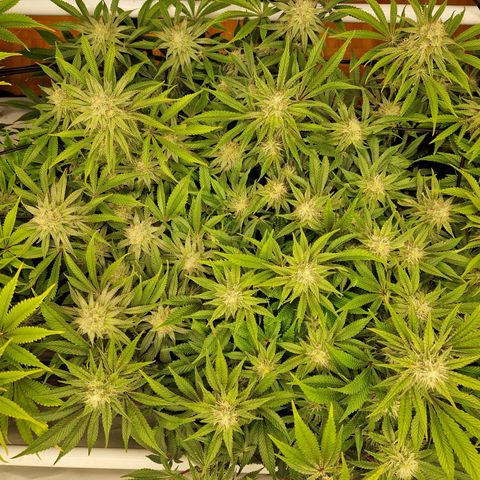 Mimosa x Orange Punch growlog timeline photo