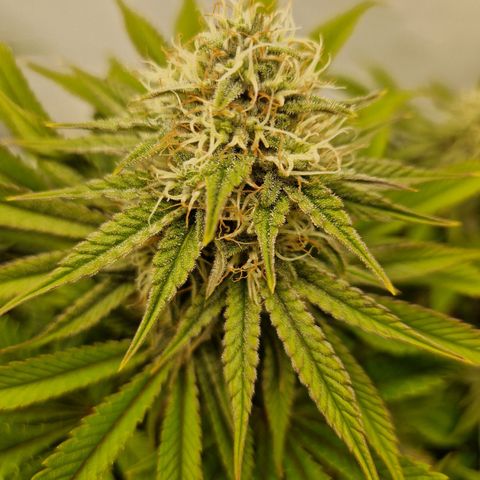 Mimosa x Orange Punch growlog timeline photo