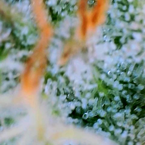Mimosa x Orange Punch growlog timeline photo