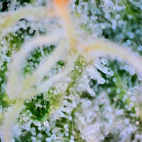 Mimosa x Orange Punch growlog timeline photo