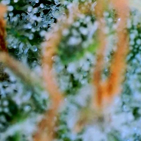 Mimosa x Orange Punch growlog timeline photo