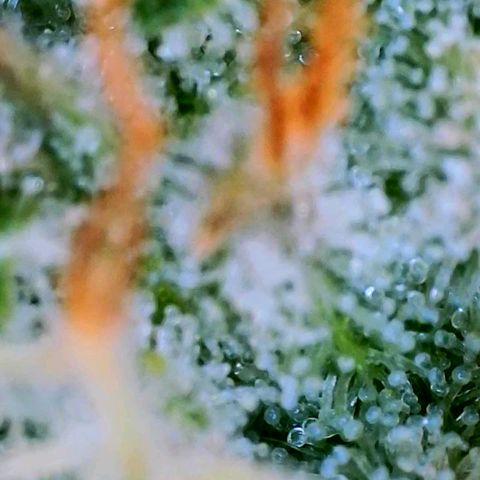 Mimosa x Orange Punch growlog timeline photo