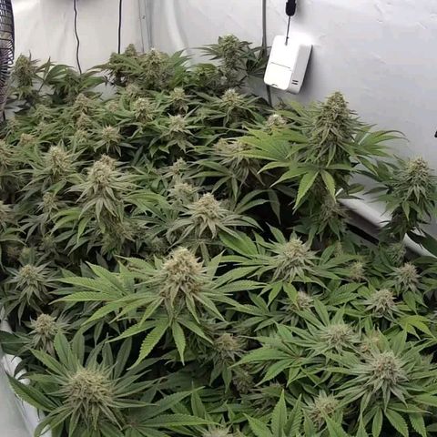 Mimosa x Orange Punch growlog timeline photo