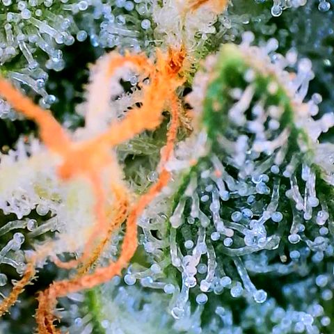 Mimosa x Orange Punch growlog timeline photo