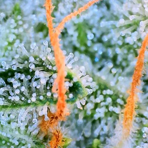 Mimosa x Orange Punch growlog timeline photo