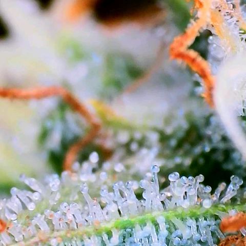 Mimosa x Orange Punch growlog timeline photo