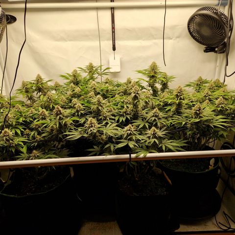 Mimosa x Orange Punch growlog timeline photo