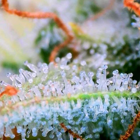 Mimosa x Orange Punch growlog timeline photo