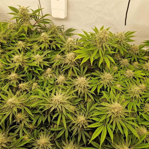 Mimosa x Orange Punch growlog timeline photo