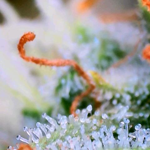 Mimosa x Orange Punch growlog timeline photo