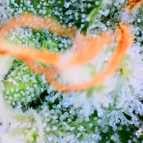 Mimosa x Orange Punch growlog timeline photo