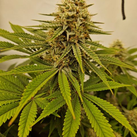 Mimosa x Orange Punch growlog timeline photo