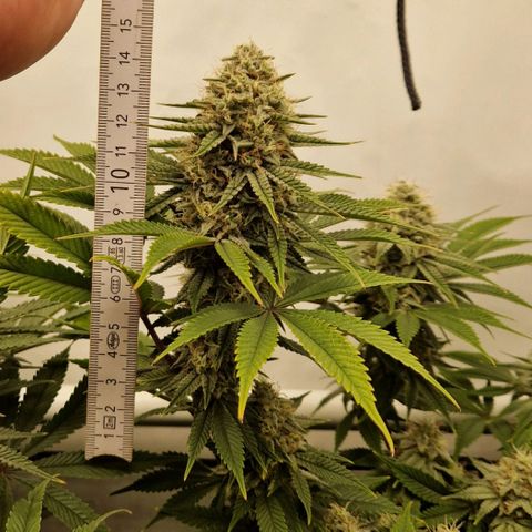 Mimosa x Orange Punch growlog timeline photo