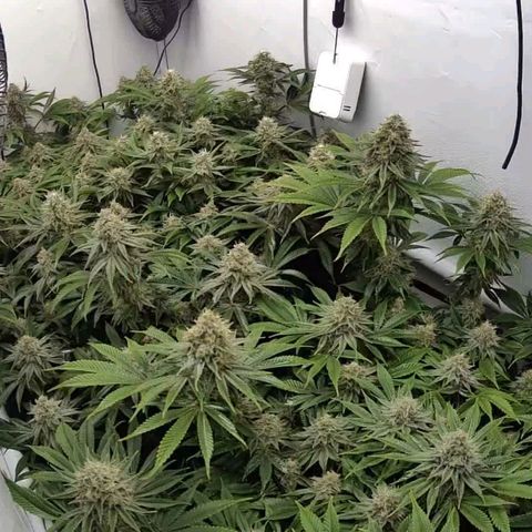 Mimosa x Orange Punch growlog timeline photo