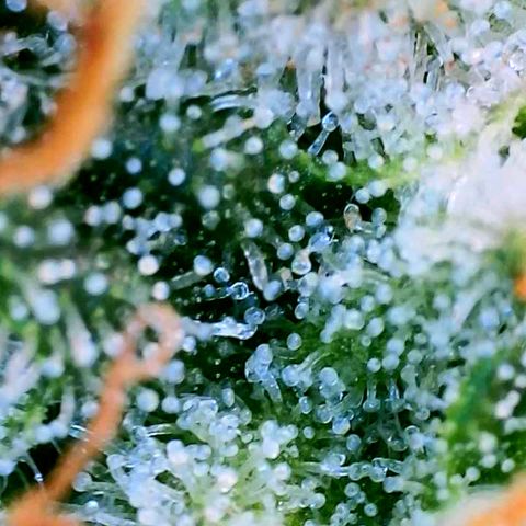 Mimosa x Orange Punch growlog timeline photo