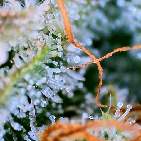 Mimosa x Orange Punch growlog timeline photo