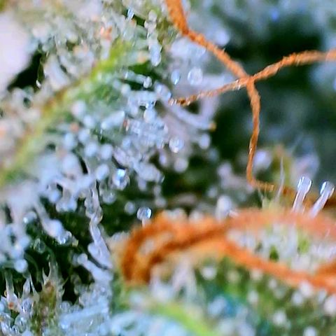 Mimosa x Orange Punch growlog timeline photo
