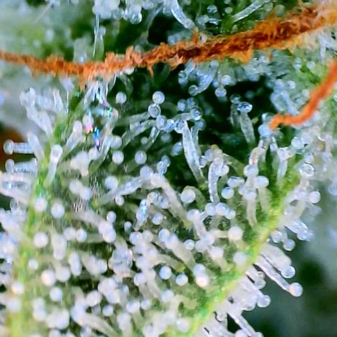 Mimosa x Orange Punch growlog timeline photo