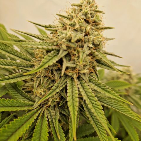 Mimosa x Orange Punch growlog timeline photo