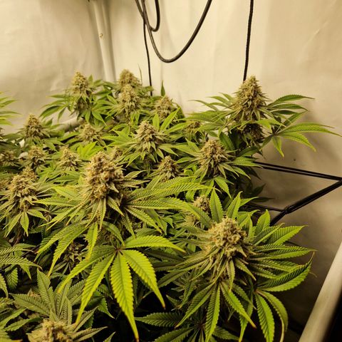 Mimosa x Orange Punch growlog timeline photo