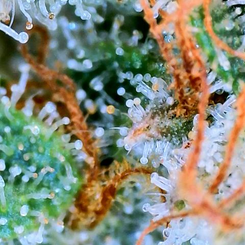 Mimosa x Orange Punch growlog timeline photo