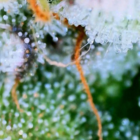 Mimosa x Orange Punch growlog timeline photo
