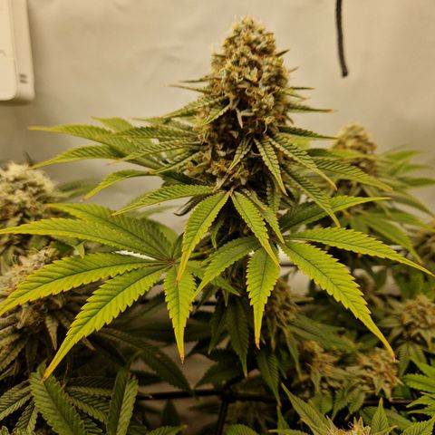 Mimosa x Orange Punch growlog timeline photo