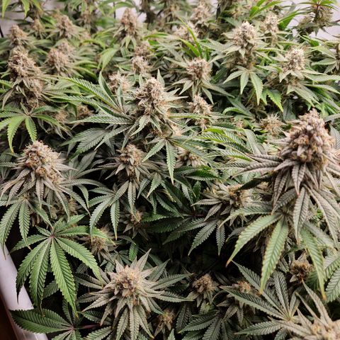 Mimosa x Orange Punch growlog timeline photo