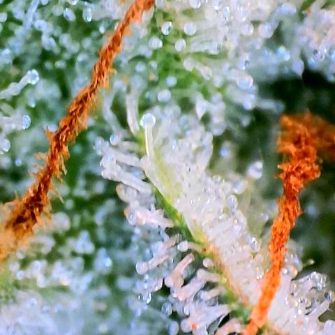 Mimosa x Orange Punch growlog timeline photo