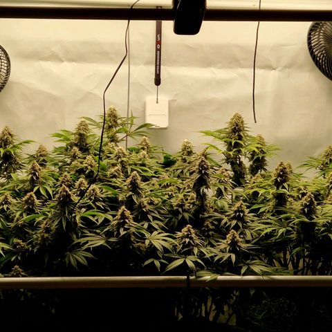 Mimosa x Orange Punch growlog timeline photo