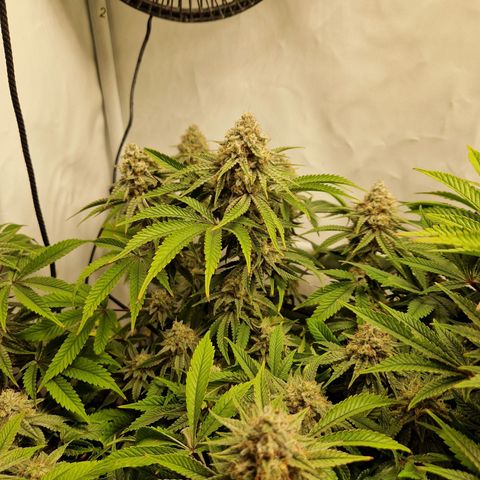 Mimosa x Orange Punch growlog timeline photo