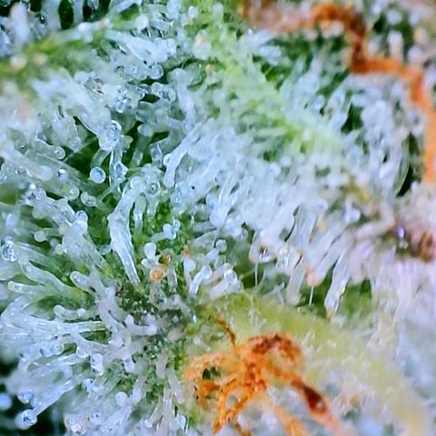 Mimosa x Orange Punch growlog timeline photo