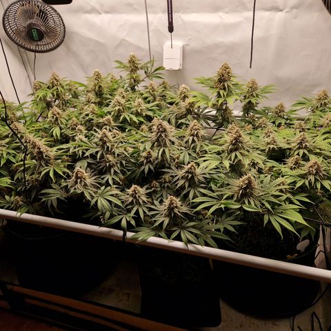 Mimosa x Orange Punch growlog timeline photo