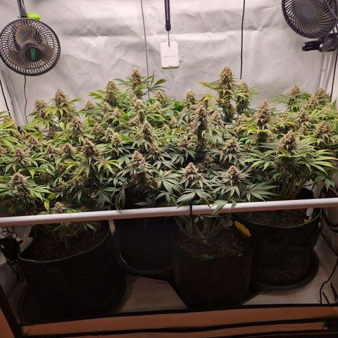 Mimosa x Orange Punch growlog timeline photo