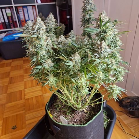 Mimosa x Orange Punch growlog timeline photo