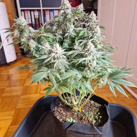 Mimosa x Orange Punch growlog timeline photo