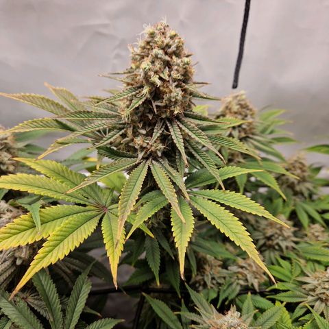 Mimosa x Orange Punch growlog timeline photo