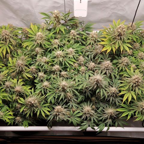 Mimosa x Orange Punch growlog timeline photo